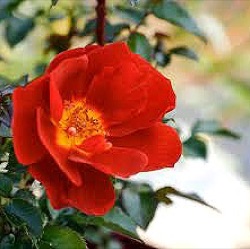 Rosa 'Espresso'