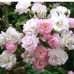 Rosa 'Guirlande Rose'