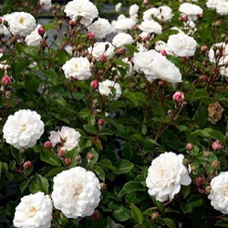 Rosa 'Little White Pet' ('Belle de Téhéran')