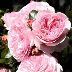 Rosa 'Mariatheresia' ®