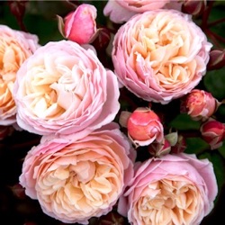 Rosa 'New Dreams' ®