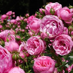 Rosa 'Pomponella'