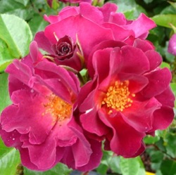 Rosa 'Wild Rover' ®