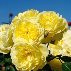 Rosa 'Yellow Meilove' ® ('Anny Dupery')