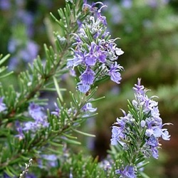 Rosmarinus officinalis 'Arp'