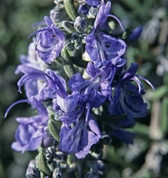 Rosmarinus officinalis 'Baie de Douarnenez'