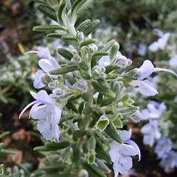 Rosmarinus officinalis 'Blue Rain'