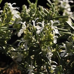 Rosmarinus officinalis 'Cap Béar'