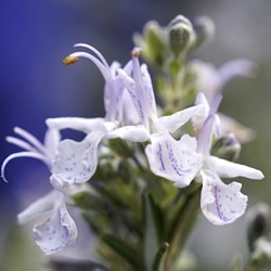Rosmarinus officinalis 'Fuenteroyos Blanco'