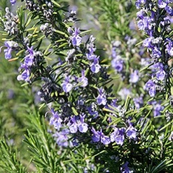 Rosmarinus officinalis 'Rex'