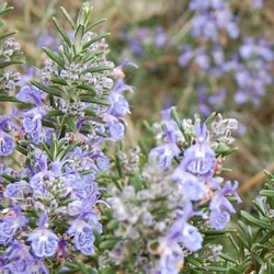 Rosmarinus officinalis 'Severn Sea'