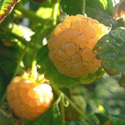 Rubus idaeus 'Fallgold'