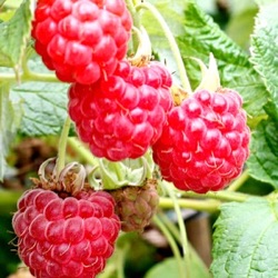 Rubus idaeus Little Sweet Sister ® = 'Luhimo'