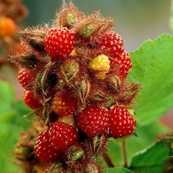 Rubus phoeniculasius