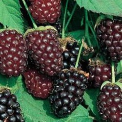 Rubus ursinus x idaeus 'Thornless Boysenberry'