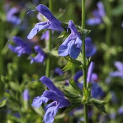 Salvia 'African Sky'