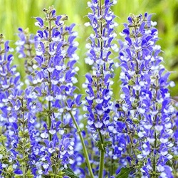 Salvia 'Azure Snow'