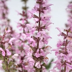 Salvia feathers flamingo = 'Bocoffla'