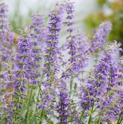 Salvia feathers peacock = 'Bocofpea'