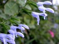 Salvia guaranitica 'Argentine Skies'