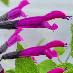 Salvia guaranitica Rockin' ® Fuchsia = 'BBSAL00301'