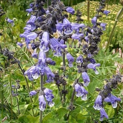 Salvia hians