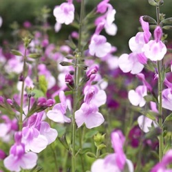 Salvia 'La Grande Boom'