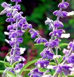 Salvia leucantha
