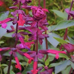 Salvia 'Love & Wishes' ('Serendip6')