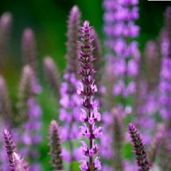 Salvia nemorosa 'Amethyst'