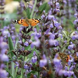 Salvia officinalis 'Grete Stölzle'