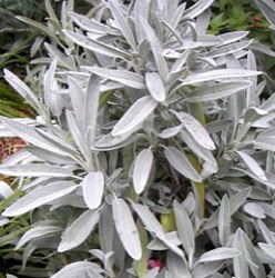 Salvia officinalis 'Nazareth'