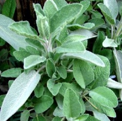 Salvia officinalis 'Würzburg'