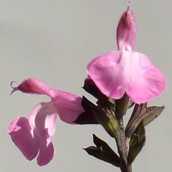 Salvia 'Pink Dream'
