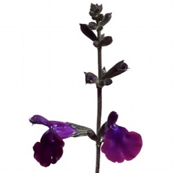Salvia 'Rita'