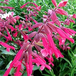 Salvia 'Wendy's Wish' ®