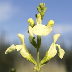 Salvia x jamensis 'Lemon Light' ®
