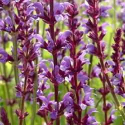 Salvia x sylvestris 'Dear Anja'