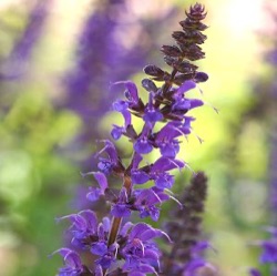 Salvia x sylvestris 'Mainacht'