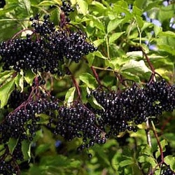 Sambucus nigra 'Haschberg'