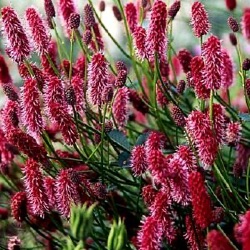 Sanguisorba menziesii