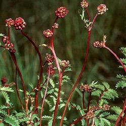 Sanguisorba minor (Poterium sanguisorba)