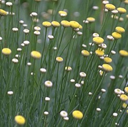 Santolina rosmarinifolia subsp. canescens
