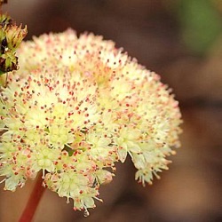 Sedum 'Gooseberry Fool'