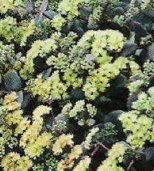 Sedum telephium subsp. ruprechtii 'Hab Grey'