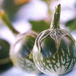 Solanum melongena 'Kermit' F1