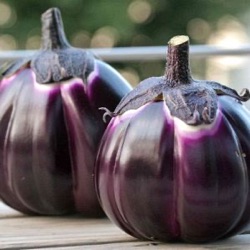 Solanum melongena 'Violetta di Firenze'