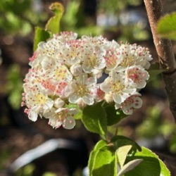 Sorbomespilus 'Desertnaja'