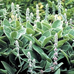 Stachys byzantina 'Big Ears' ('Helene von Stein')