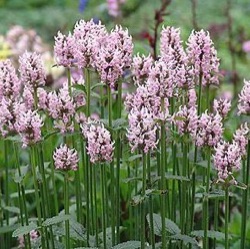 Stachys officinalis 'Pinky'